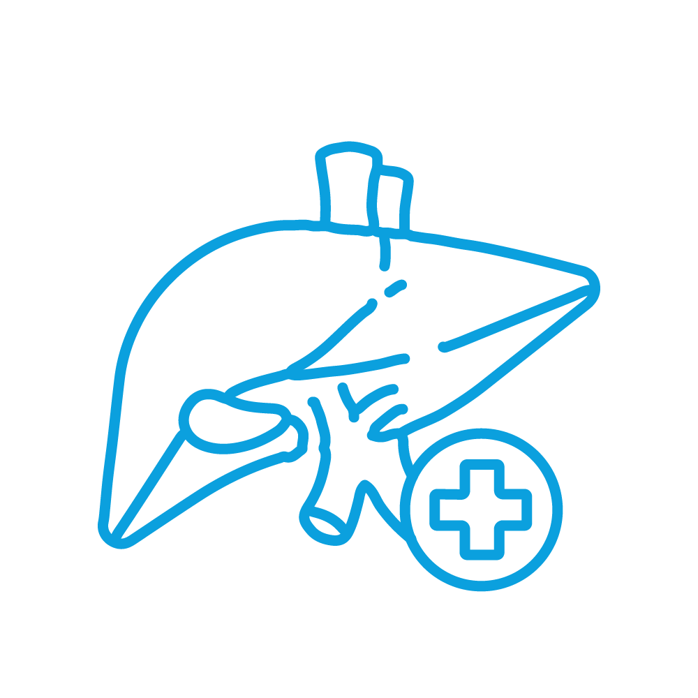 Hepatology Icon