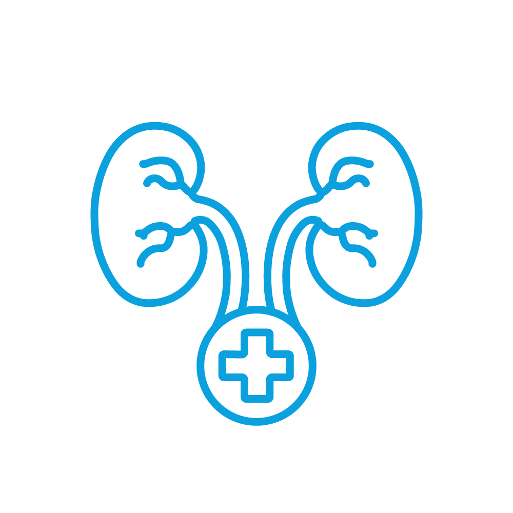 Nephrology Icon