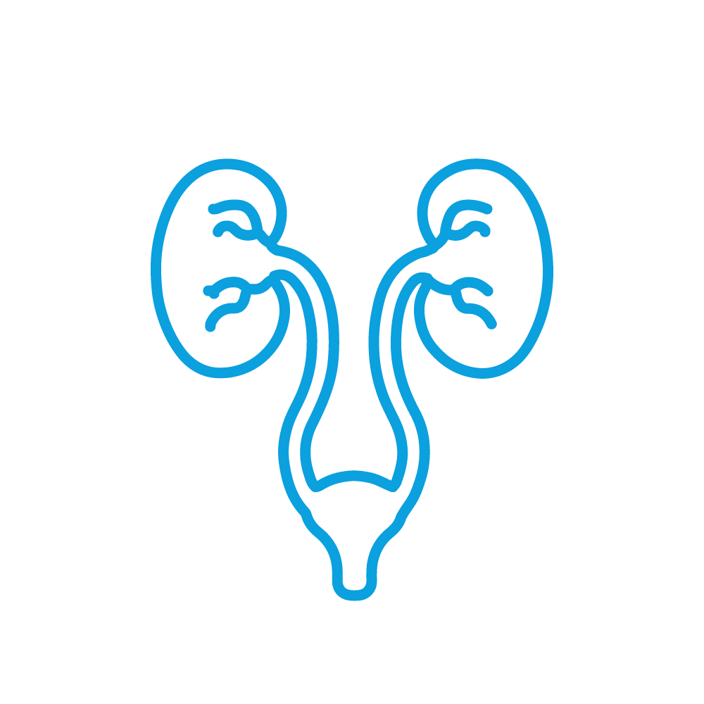 Urology Icon